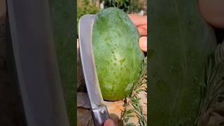 Amazing Giant Watermelon Farm agriculture