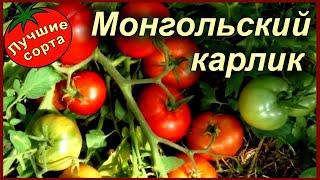 ТОМАТ МОНГОЛЬСКИЙ КАРЛИК - КАК ПОДВЯЗАТЬ!