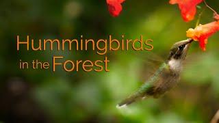 Hummingbirds and Jewelweed