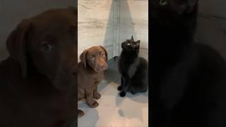 CATS AND DOGS FUNNY CUTE VIDEOS  598