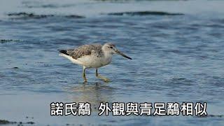 將軍濕地賞鳥         諾氏鷸、黑嘴鷗、斑尾鷸、黦鷸、大杓鷸、裏海燕鷗、黑面琵鷺。  4K          2025-03-05