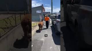 Llama Drama - Australian man walks down the street with an Alpaca 