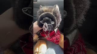 not hate to christians, it’s just a bit wild  #essa #essacommunity #fnaf #plush
