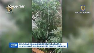 Cultură de canabis înființată la Sagna, descoperită după o razie în trafic, în Roman