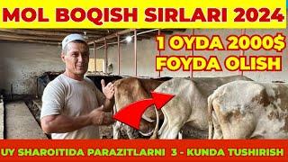 UY SHAROTIDA MOL BOQISH SIRLARI.QANDAY REJIMDA YEMLASH KERAK