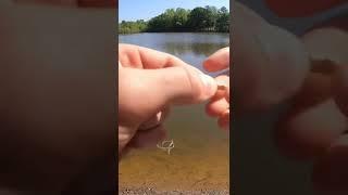 How to catch Bluegill