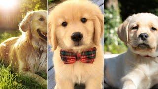 Cute Dogs Images || Dp Images