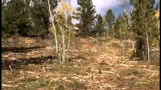 Brush Cutter Demonstration