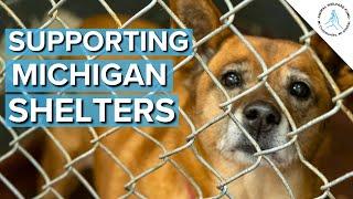 How Spaying and Neutering Helps your Community - Michigan Animal Welfare Fund