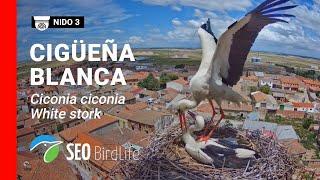 EN DIRECTO  Madrigal de las Altas Torres  - Nido de cigüeña nº 3