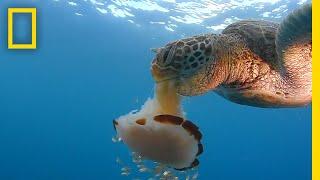 See a Sea Turtle Devour a Jellyfish Like Spaghetti | National Geographic