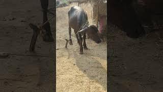 #par  langahdinanagar video sucha singh langah and dsp# clashvideo dinanagar maharaja ranjit si#