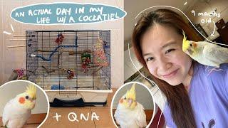 a day in my life with a cockatiel + Q&A