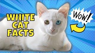 10 Fun Facts About White Cats