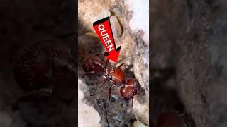 I Found My Queen Ant!! | Harvester Ants (Pogonomyrmex badius)