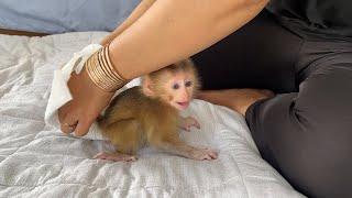 So Pretty Newborn Baby Monkey Smile To Wearing Diaper First Time