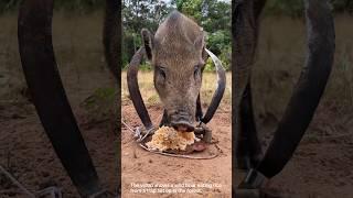 Clever trap catches a wild boar