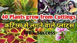 Grow this plants from cutting | some common plants that can be grown for cuttings | Lipsha world