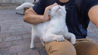 Cute White Cat wants me to take care of her only and not other cats.