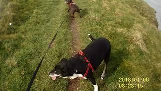 Todays dog walk Un edited VLOG