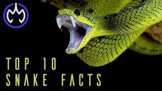 Top 10 ACTUAL Snake Facts - A short serpentine documentary