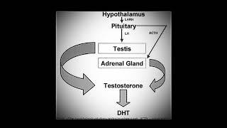 - DIHYDROTESTOSTERONE (DHT) - Binaural Steroids (Strong Anabolic Effect, Improved Masculinity)