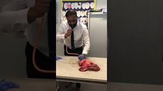 Lung inflation in Science Lesson                                      #science #teacher #biology