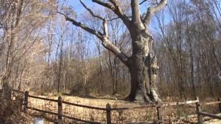 The Oldest Tree in World - The Oldest Tree in Europe