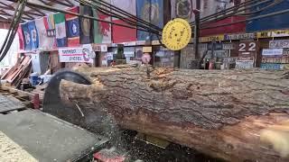 sawing two beautiful 16' White pine logs # 676