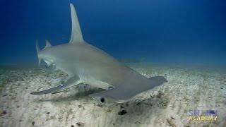 Great Hammerhead Sharks | SHARK ACADEMY