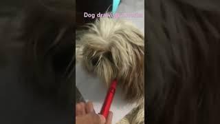 Dog drawing tutorial  #missartist #art #new #drawing #niyaa