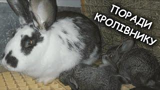 WHICH KINGDOM SYSTEM IS PROFITABLE AND WHY? Series 8. Rabbit breeding.