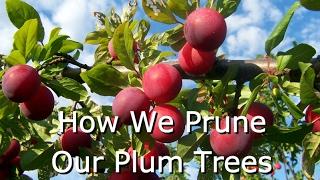 How to Prune Fruit Trees (Plums)