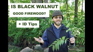 Black Walnut Firewood - Is It Worth It? (Plus Identification Tips)