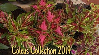 Coleus Collection 2019 | That Garden Girl