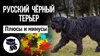   Русский чёрный терьер, плюсы и минусы породы. Особенности содержания черныша (собаки Сталина)