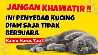 Kucingmu Diam ?? Jangan Khawatir Inilah 10 Penyebab Mengapa Kucing Tidak Mengeluarkan Suara