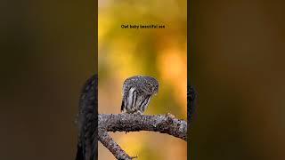 As the baby owl opens its big, round eyes, it gazes out at a world full of wonder. #owllove #owlsee