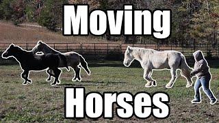 Moving Horses - Horse Plus Happenings Vlog #35 | 11-21-2024