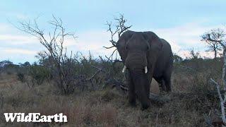 WildEarth - Sunset Safari - 12 July 2023