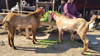 Makhi Chena Bakre | Sindhi Chatre | Turkey Dumbe | Shahpur kanjra | Mazhar Biba Official