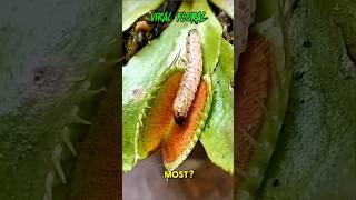 What If Nothing Could Escape The Venus Flytrap?  #youtubeshorts #viralvideo #shorts #fyp #trending