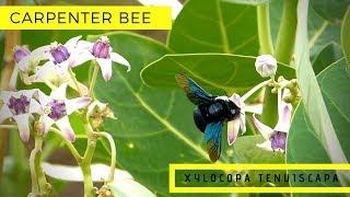 Carpenter Bee (Xylocopa Tenuiscapa) on Crown Flower