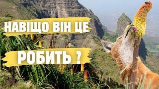 Чи дійсно ефіопські вовки запилюють рослини?