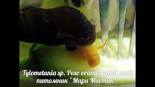 УЛИТКИ ОРАНЖЕВЫЙ КРОЛИК -  Tylomelania sp. Poso orange rabbit snail  ( МАРИ МИСТИК )