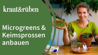 Microgreens anbauen | Keimsprossen ziehen – Superfood für zu Hause