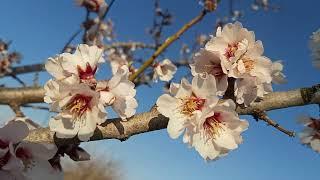 Prunus dulcis,sweet almond blooming,bajame e ëmbël e çelur(5)