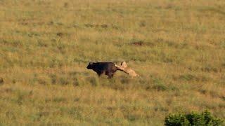 Buffalo bull runs through a pride to escape