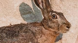 Hare eats clay