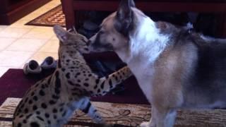 Jagger ( Serval ) playing with german shepherd - heeler cross